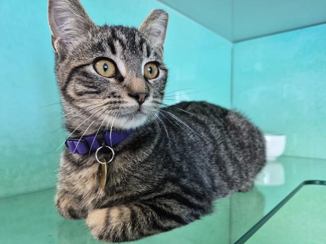 Archie - Male - Domestic SH