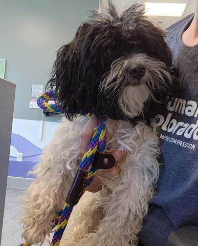Kokomo - Male - Havanese-Mix