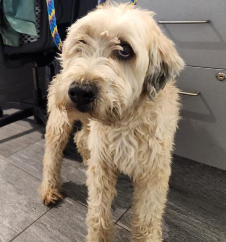 Skip - Male - Wheaton Terrier
