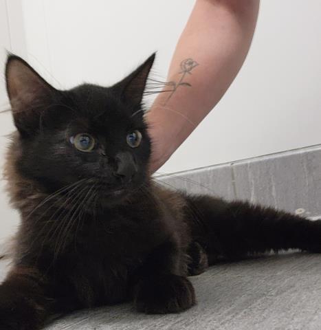 Little One - Female - Domestic MH