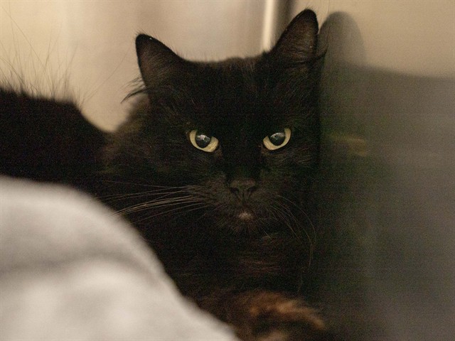 Emily Spinach - Female - Domestic MH