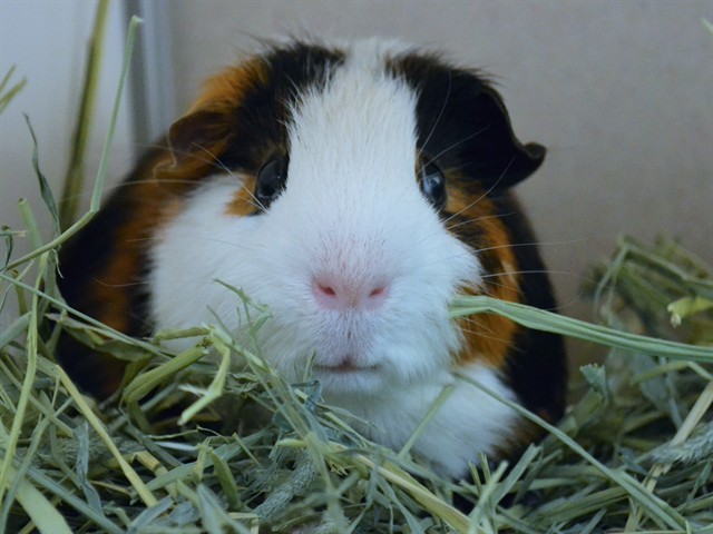Pickle - Male - Guinea Pig