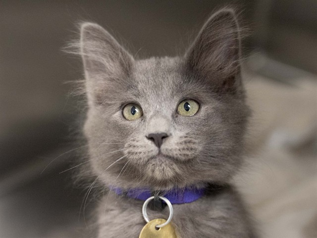 Can Of Beans - Male - Domestic MH