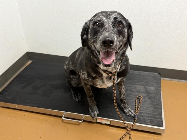 Mama - Female - Catahoula Leopard Hound