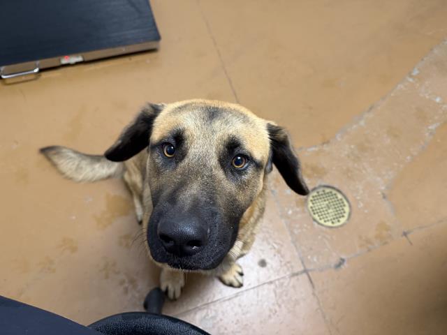 Milo - Male - Nonspecific