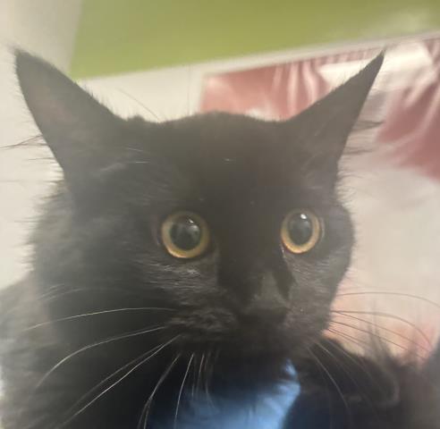 Seedling - Female - Domestic MH