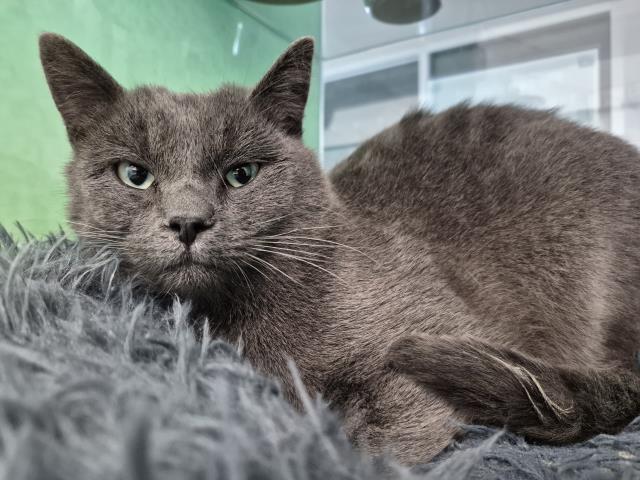Benjamin - Male - Domestic SH