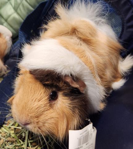  - Female - Guinea Pig
