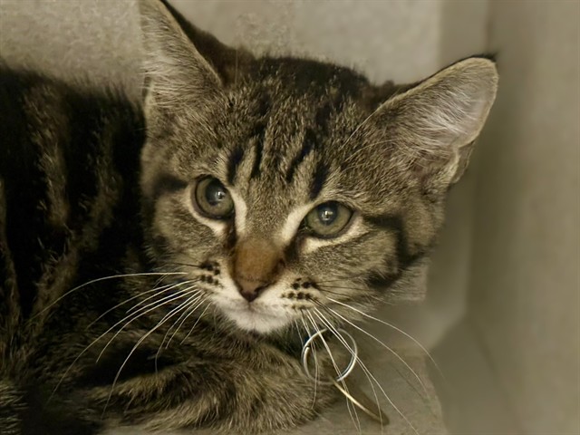 Broccolini - Female - Domestic MH