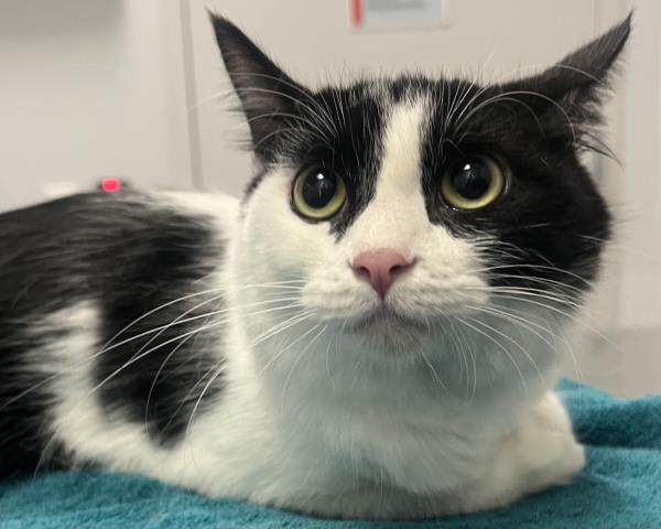 Joleen - Female - Domestic LH