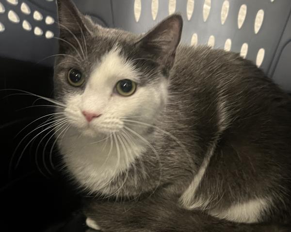 Constance - Female - Domestic SH