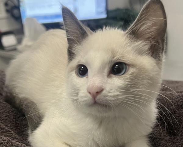 Janis - Female - Domestic SH