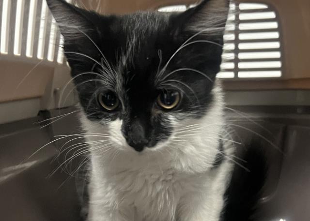  - Male - Domestic MH