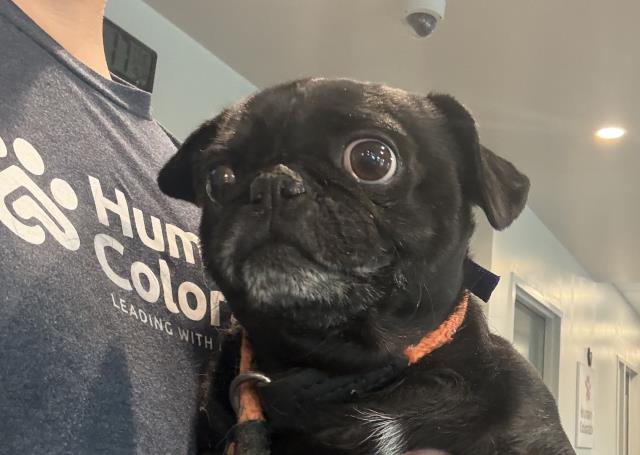Birthday - Male - Pug
