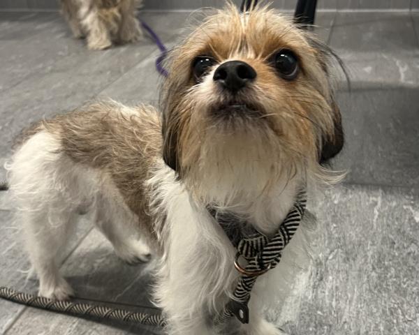 Crouton - Male - Terrier