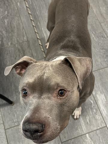  - Male - Pit Bull