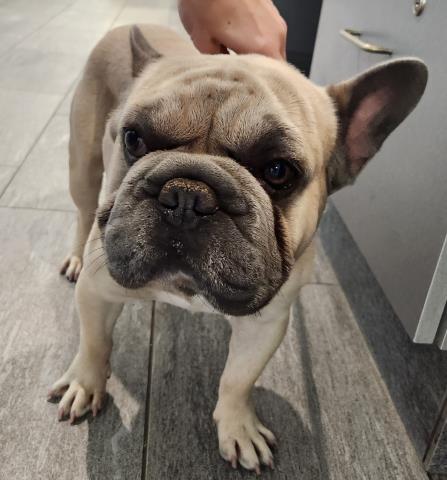 Marcel - Male - French Bulldog-Mix