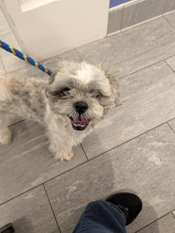 - Male - Shih Tzu-Mix