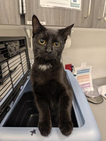  - Female - Domestic SH