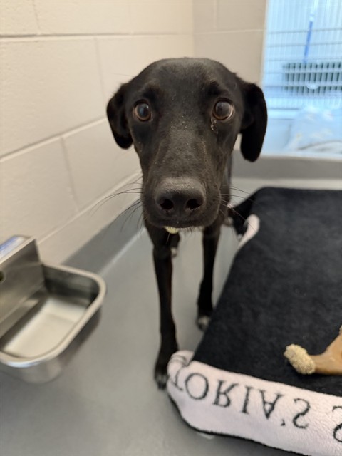  - Female - Labrador Retriever-Mix