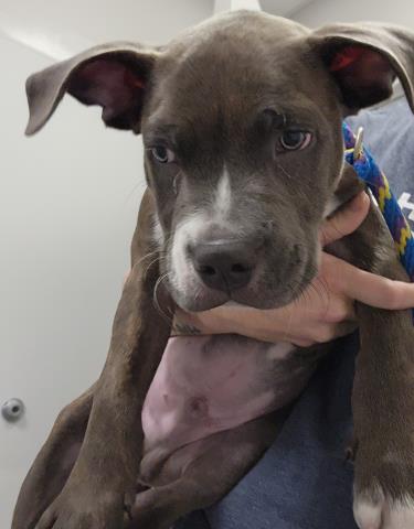  - Male - Pit Bull-Mix