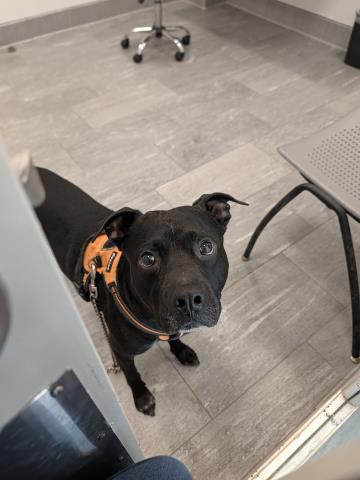 Nugs - Male - Pit Bull-Mix
