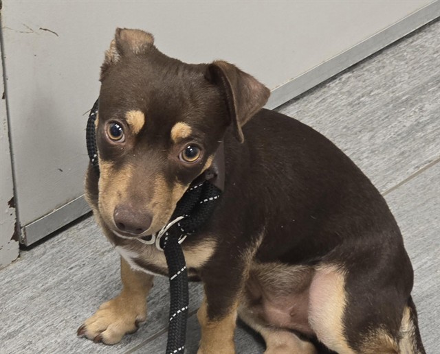  - Male - Chihuahua-Mix