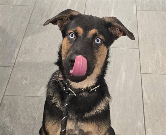Fiyero - Male - German Shepherd-Siberian Husky