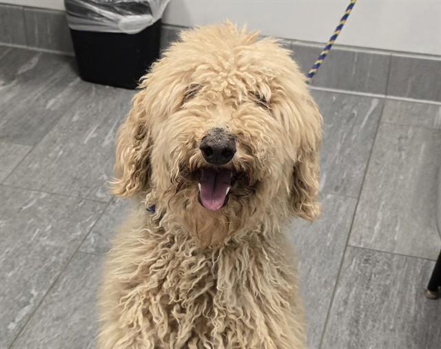 Pudding - Female - Golden Retriever-Standard Poodle