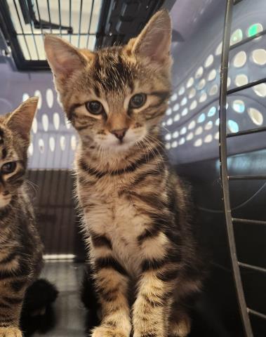 Right Twix - Female - Domestic SH