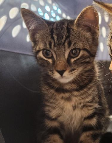 Left Twix - Male - Domestic SH