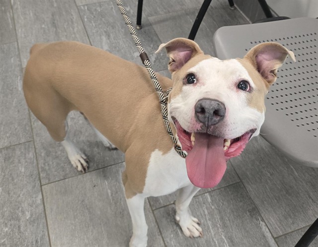  - Female - Pit Bull