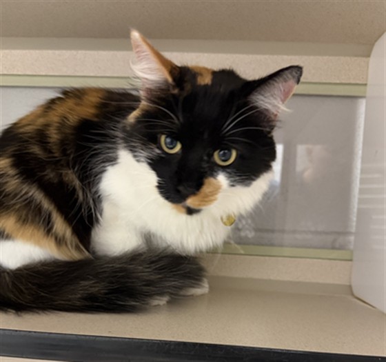 Baby - Female - Domestic MH