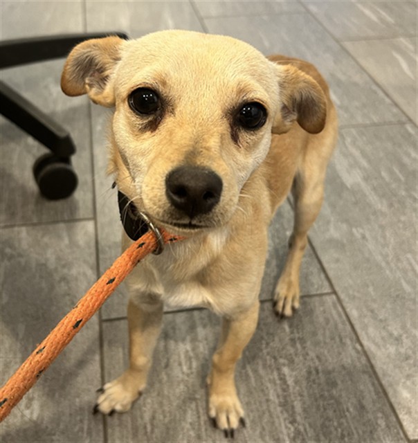 Pip - Male - Chihuahua