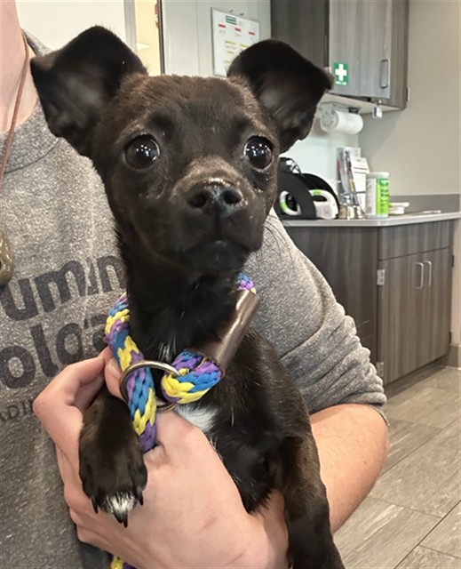 Yvonne - Female - Chihuahua