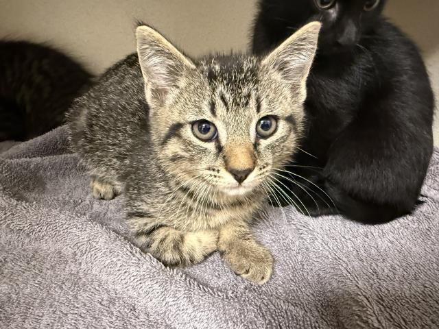  - Male - Manx-Mix