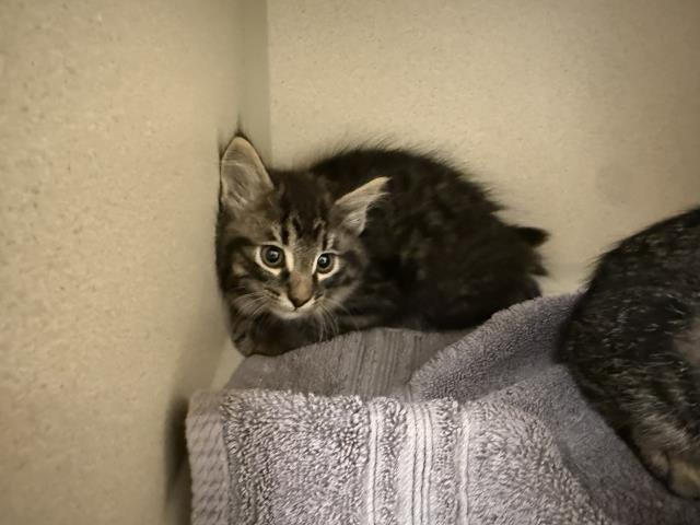  - Male - Domestic MH