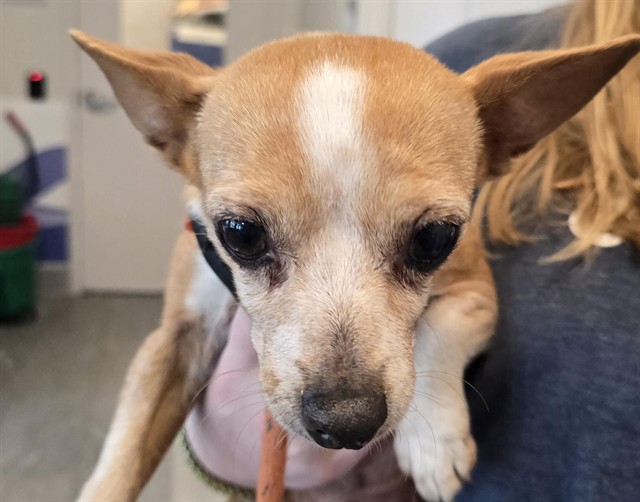  - Female - Chihuahua