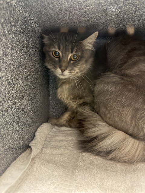 Wanda - Female - Domestic LH