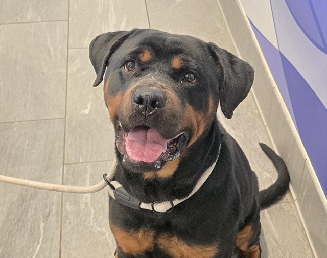  - Female - Rottweiler