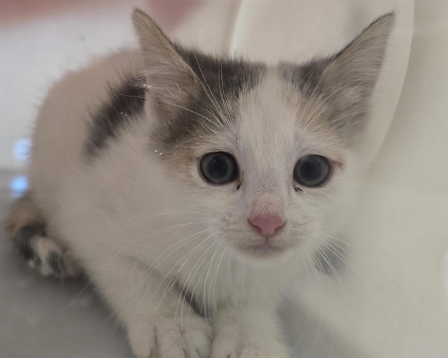  - Female - Domestic SH
