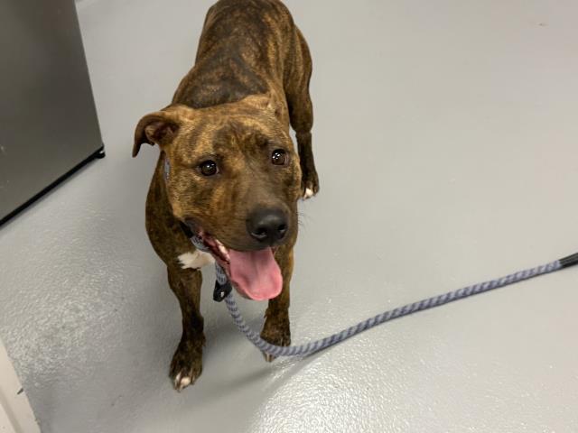  - Female - Pit Bull