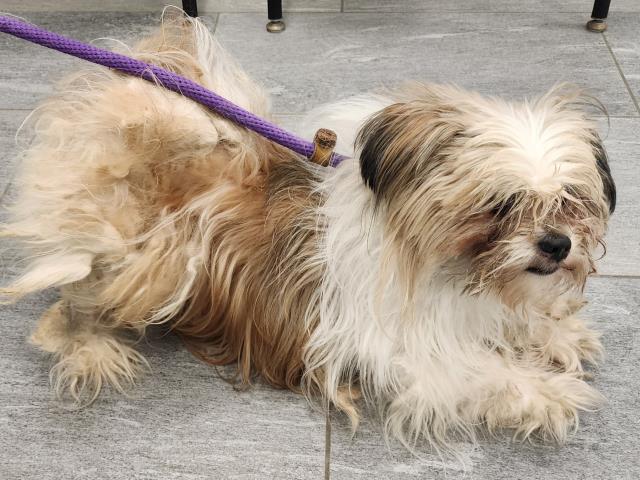  - Female - Maltese-Mix
