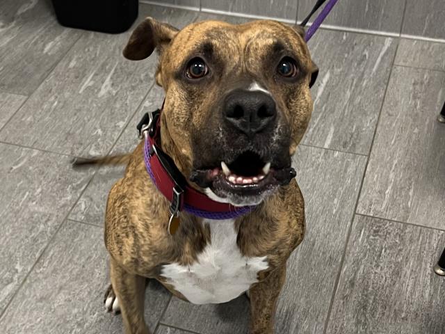  - Male - Pit Bull