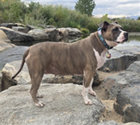 Azalea - Female - American Bulldog