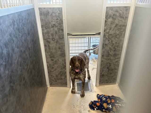Tommy - Male - German Shorthaired Pointer
