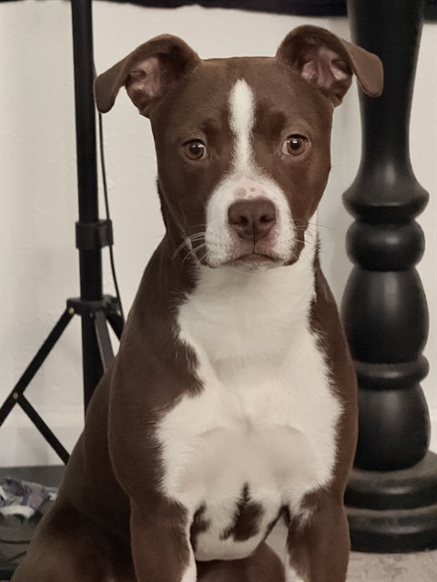 Koko - Female - Pit Bull