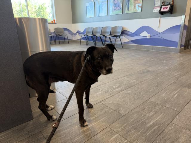  - Female - Labrador Retriever-Mix