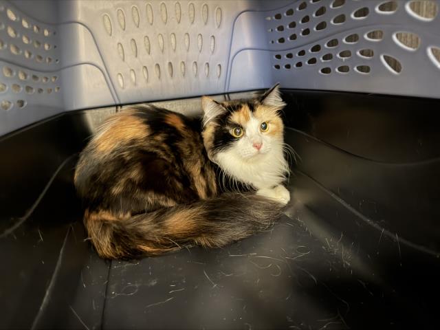  - Female - Domestic LH