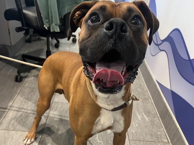  - Male - Boxer